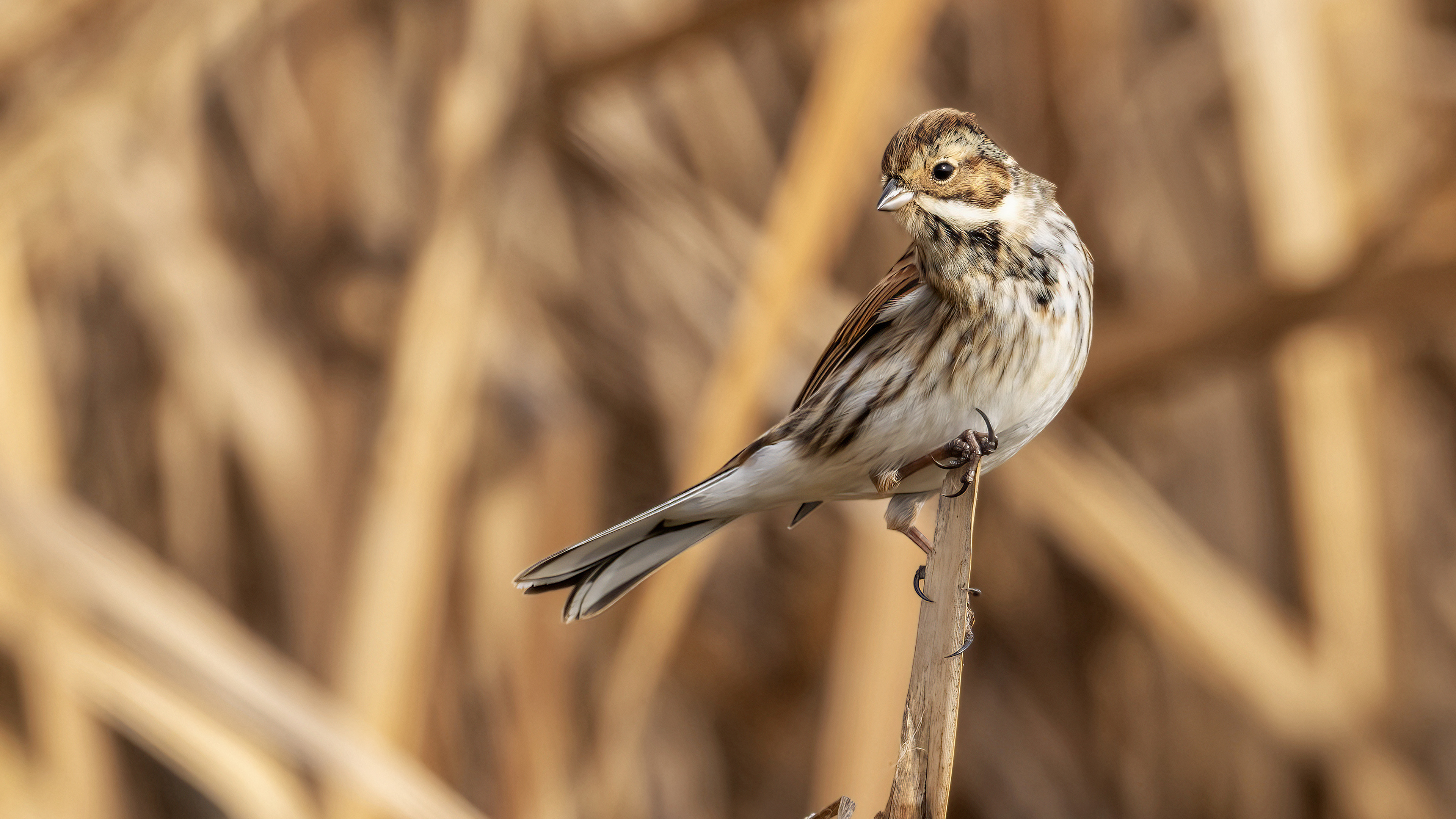 Reed Bunting